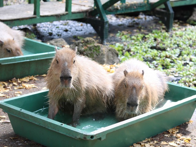 ゆず湯にのんびり漬かる様子が人気！　大宮公園小動物園でカピバラの「湯あみ」が見られます　