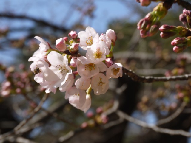 大宮公園の桜、開花宣言！