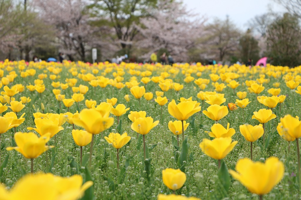 さいたまの花暦